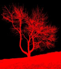 Harp Tree Hill 7_red_black